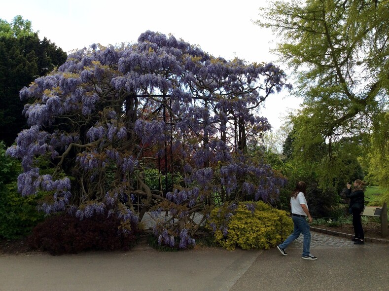 Всемирно известный ботанический сад Кью Гарденс. Единственный сад мира под протекцией ЮНЕСКО.