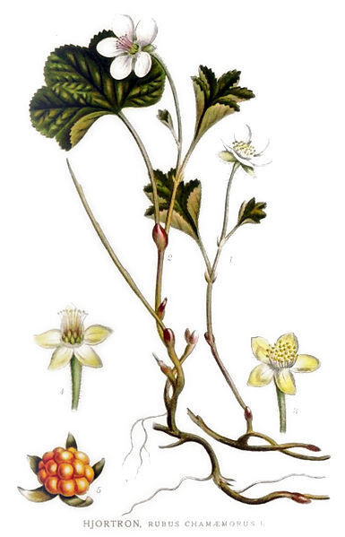 Ботаническая иллюстрация из книги К. А. М. Линдмана «Bilder ur Nordens Flora», 1917—1926