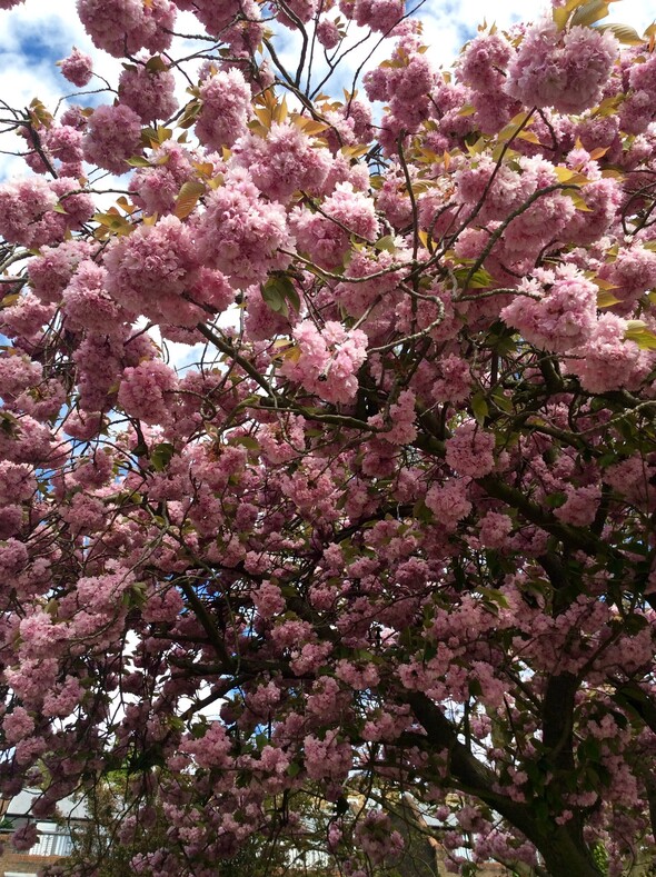 Глициния начинает цвести во время отцветания сакуры.
 Kanzan Sakura  очень популярна в Великобритании. Такой вид сакуры имеет многолепестковые соцветия, а не обычные пять лепестков.
У японцев более популярен другой вид сакуры: бледно розовый и менее кричащий, с деликатными пятилепистковыми цветками.. 