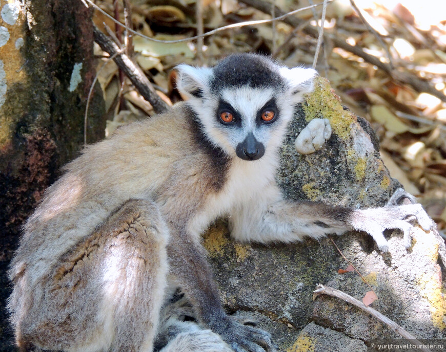 Мадагаскар. Трек по Национальному парку Исало