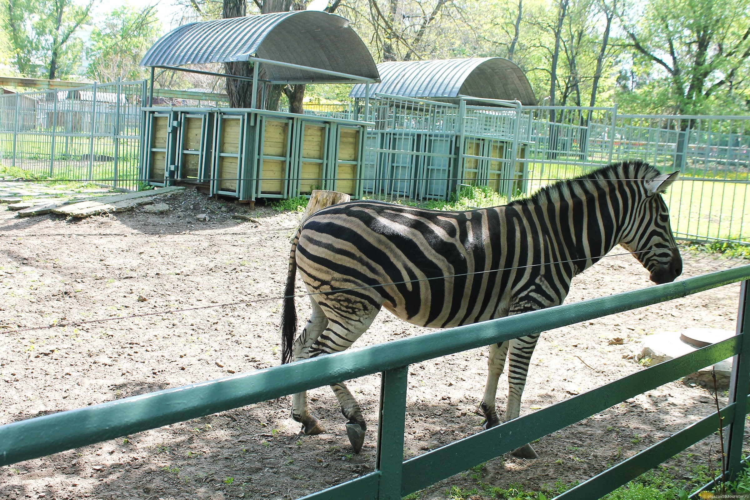 Ростовский зоопарк животные