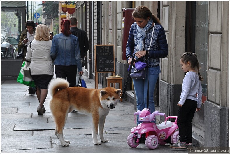 А этого пса мы встретили в Турине.