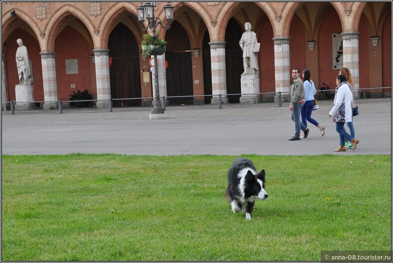 Падуя. На площади Прато делла Валле. Вот эта замечательная собака понравилась больше всех. Она бегала по четкому кругу и просила хозяйку с нею играть.