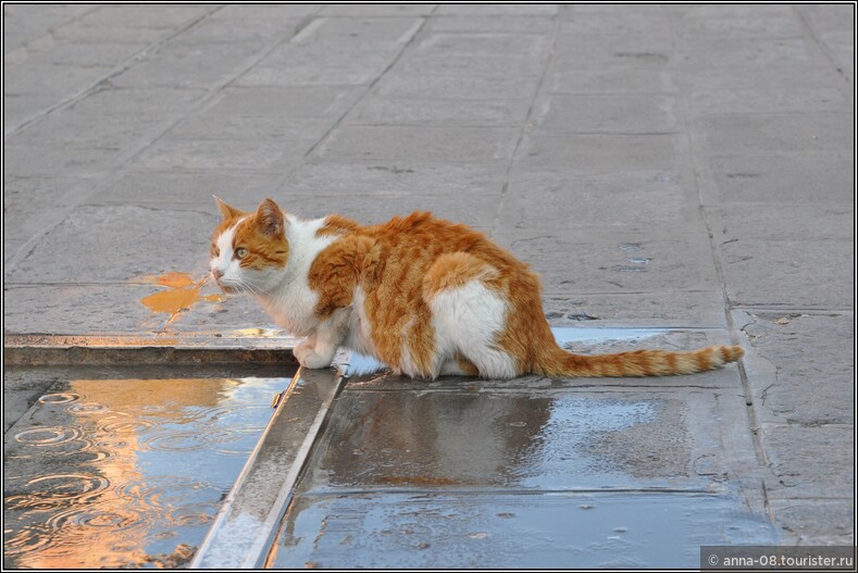 Завершим галерею этой рыжей кошкой, которая на осторове Бурано пила из фонтанчика.