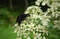 Коитус усачей Лептура черная (leptura niger). Фото: Новопашин С.А., 2005