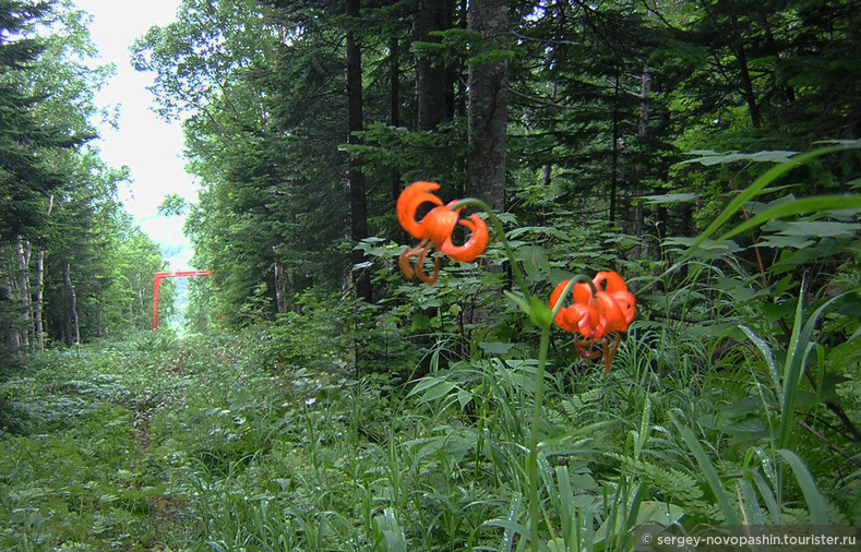 Просека при подъеме на гору. Справа на переднем плане - Лилия дебильная - т.е. слабая (Lilium debile). Фото: Новопашин С.А,2005