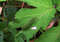 Гусеница махаона. Фото: Новопашин С.А., 2005