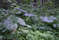 Знаменитый мега-лопух - Белокопытник японский, - пожалуй, одно из основных пищевых растений жителей здешних островов. Заготовки его ведут почти в каждой семье, как у нас в средней полосе заквашивают капусту. Высота растения достигает свыше 2 метров. Фото: Новопашин С.А., 2005