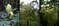 Дудник амурский. Достигает высоты 2 метров...Фото: Новопашин С.А., 2005