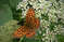 Перламутровка большая лесная (Argynis paphia), самка. Фото: Новопашин С.А., 2005