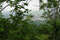 Вид на Южно-Сахалинск сквозь заросли клена на склоне г. Большевик. Фото: Новопашин С.А., 2005