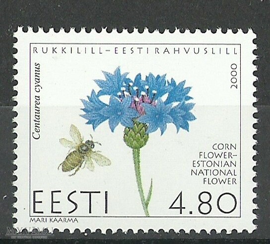 Национальный цветок Эстонии - Rukkilill или по нашему  Василёк синий (Centaurea cyanus)