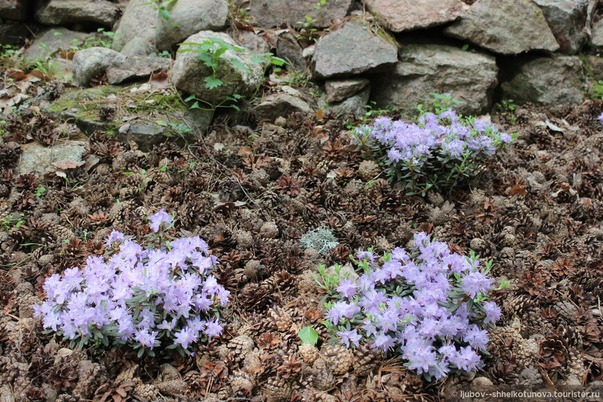 Арборетум Мустила (Arboretum Mustila) 