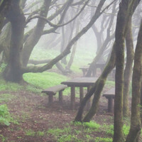 Таинственный лес. Думаю, что в солнечные дни, конечно здесь не хуже, но туман "подходит" этому месту. Своему названию парк обязан  печальной легенде о двух влюбленных - принце Хонай и его возлюбленной по имени Гара.