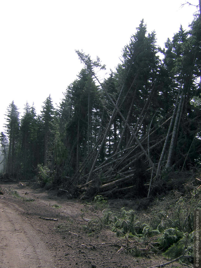 Лесовозная дорога. Фото: Новопашин С.А., 2005