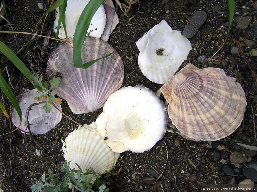 Раковины Гребешка -двустворчатого моллюска. Фото: Новопашин С.А., 2005