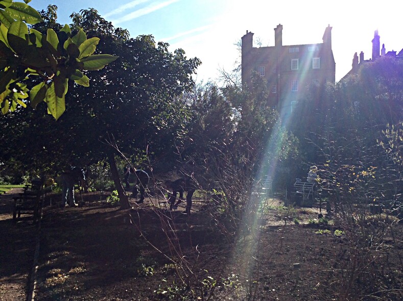 В Челси есть небольшой, но очень почтенный, основанный в 1673 году Chelsey Physic Garden, название которого указывает на науку врачевания. В нем произрастает самое старое оливковое дерево Великобритании.