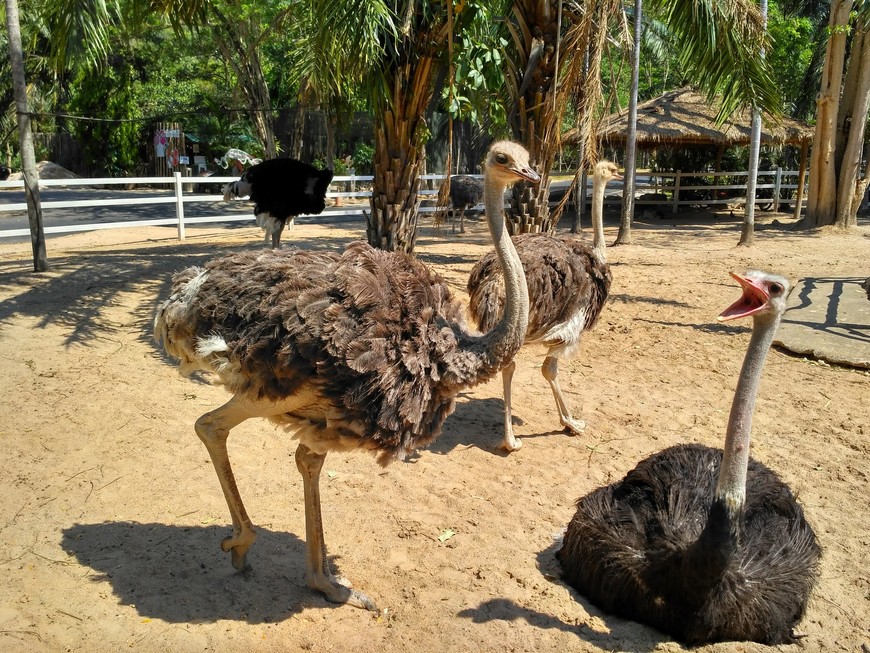 Паттайя. Зоопарк Кхао Кхео