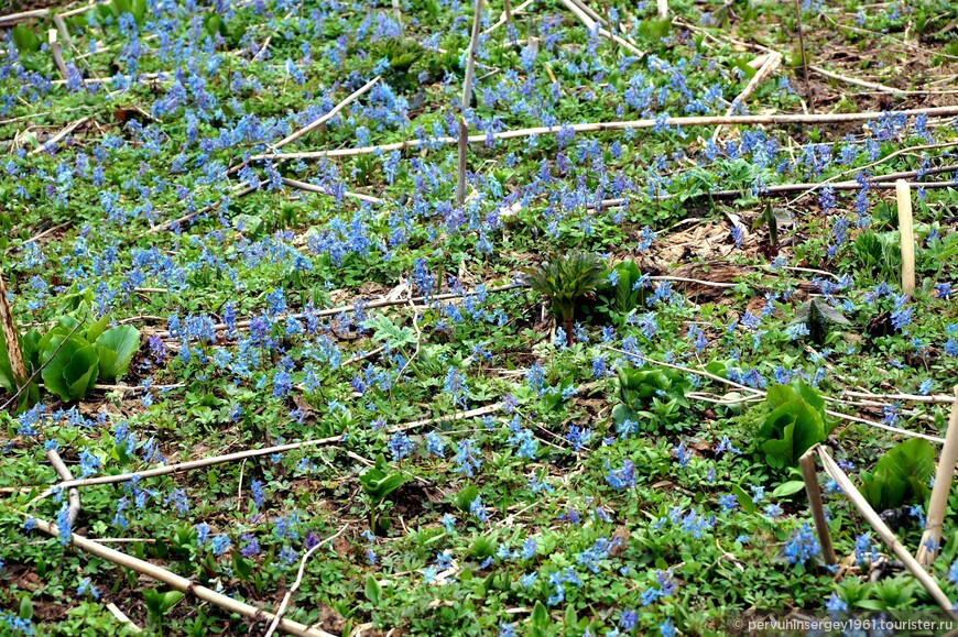 Хохлатка сомнительная (Corydalis ambigua), как фоновое растение полянок и опушек в начале мая