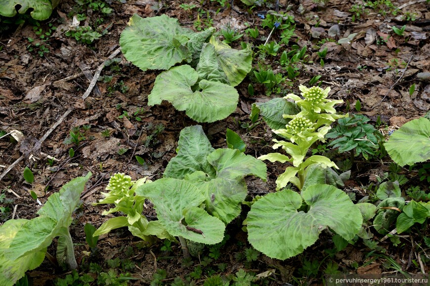 Белокопытник широкий (Petasites sakhalinensis).
Название получил за схожесть листа с копытом. Petasites – с лат. шляпа. Летом и осенью лист дости-гает огромных размеров, до 3,2 м. в диаметре и его можно использовать не только как «шляпу», но и как зонтик. В Японии выращивают как овощную культуру, на Сахалине растет и без искусственного выращивания в массе, как фоновый вид. Молодые соцветия собирают весной и жарят на масле или отваривают, а листья в варёном или консервированном виде используют при приготовлении суши, под названием «фуки». На Сахалине в пищу используют молодые неодревесневшие стебли. Имеет лечебный эффект как отхарки-вающее средство. На земном шаре около 20 видов белокопытника. Но только сахалинский вид достигает гигантских размеров с высотой до 3,5 м и диаметром листа более 3 м. 
