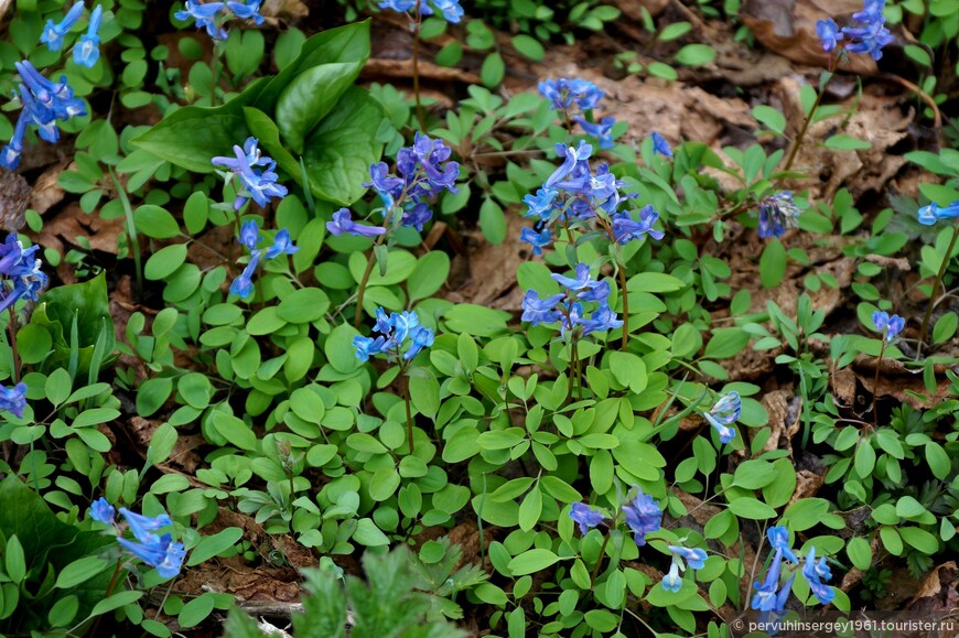 Хохлатка сомнительная (Corydalis ambigua)
Название дано по форме цветков, произрастает на Дальнем Востоке России, в Японии, Корее, Севе-ро-Восточном Китае и Маньчжурии. Лечебное, используются клубни, как кровоостанавливающее, тонизи-рующие, мочегонное, укрепляющее и болеутоляющее средство. Отвар клубней рекомендуется при головной боли, гастралгии, мочеполовых заболеваниях.
Алкалоиды: бульбокарпин, обладает выраженным успокаивающим действием и снотворным эффектом; сангвинарин - антимикробной активностью.
