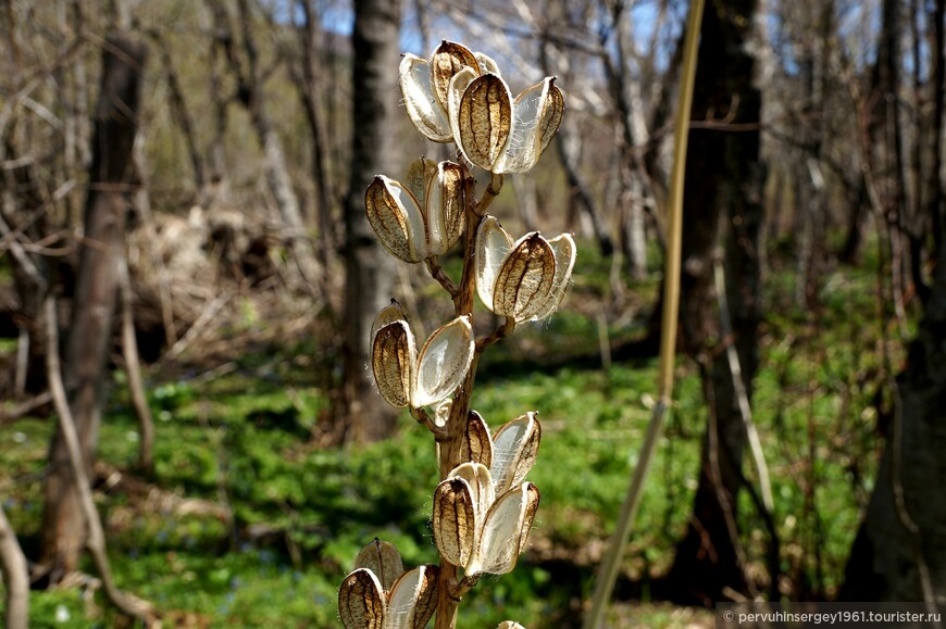 Кардиокринум Глена (Лилия Глена) (Cardiocrinum glehnii). Прошлогоднее растение с выпавшими из коробочки семенами.  