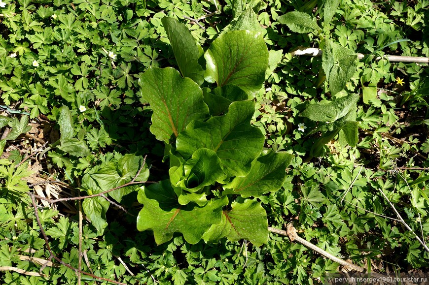 Кардиокринум Глена (Лилия Глена) (Cardiocrinum glehnii) 
Названо в честь П.П. Глена (1835-1876), российского флориста, систематика растений, путешественника, географа и гидрографа, исследователя Дальнего Востока.
Реликт, живший во времена гинкго. Стебель полый до 2 м высотой, гладкий, прямой. Цветки у растения зе-леновато-белые. Многолетник, но цветёт один раз в жизни. Сахалино-хоккайдский эндем, на ДВ, встречается только на юге Сахалина и на о. Кунашир. 
