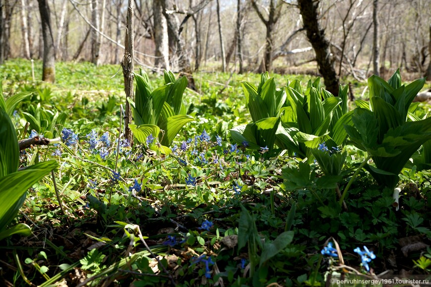 Хохлатка сомнительная (Corydalis ambigua) + Чемерица Лобеля (Veratrum lobellianum) 