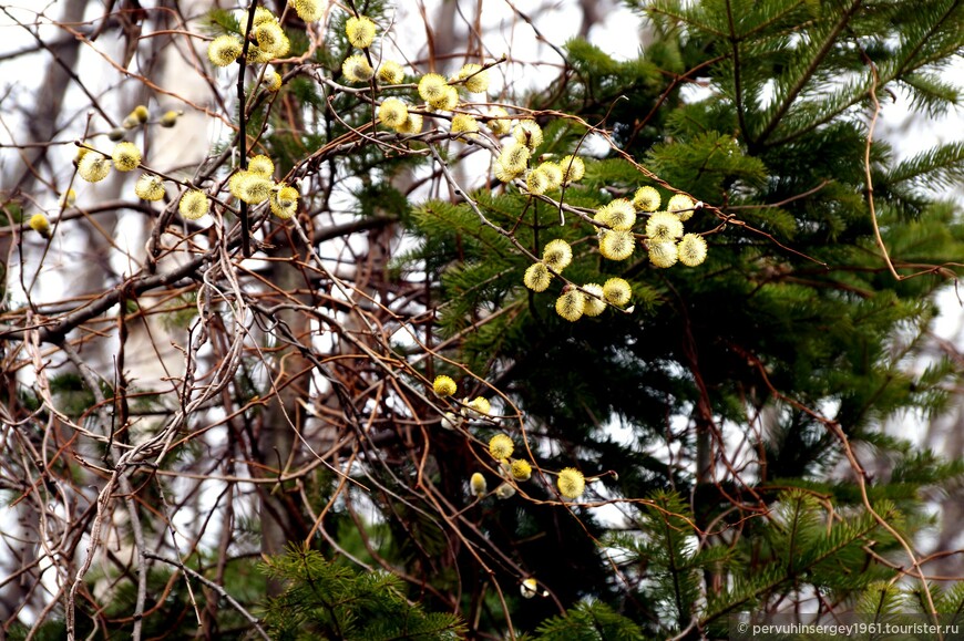 А это сахалинский натюрморт - Ива с лимонником на фоне пихты