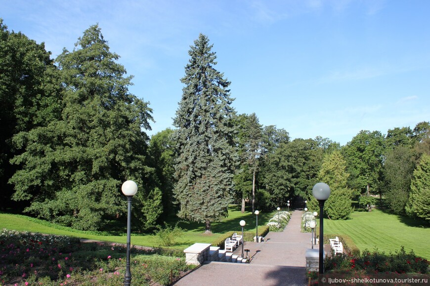Дубы и каштаны парка Кадриорг 