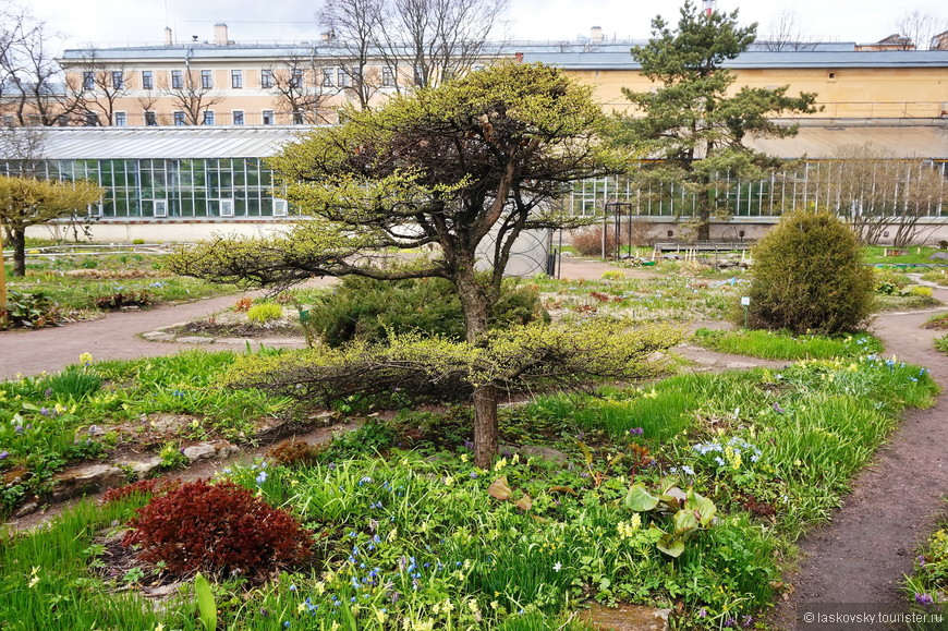 На прогулку в петербургский Ботанический сад. В ожидании Весны