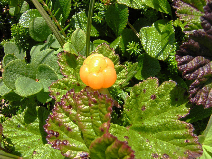 Морошка (Rubus chamaemorus). Фото: ©Новопашин С.А., 08.2005