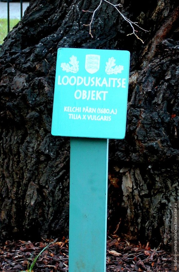 Липа Кельха — 350-летнее дерево, самое старое в Таллине