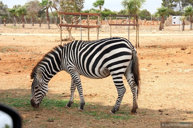 Зоосафари на Майорке. Safari zoo