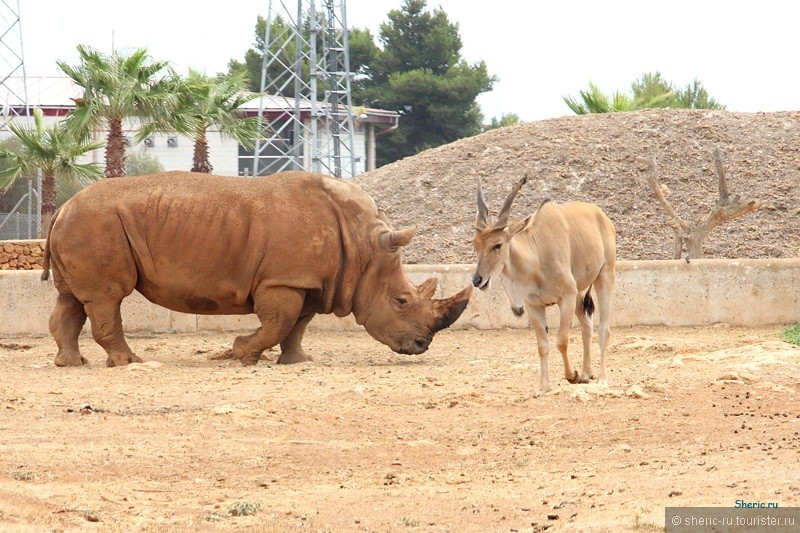 Зоосафари на Майорке. Safari zoo