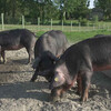 Порода свиней Mora Romagnola из которой получают местное салями