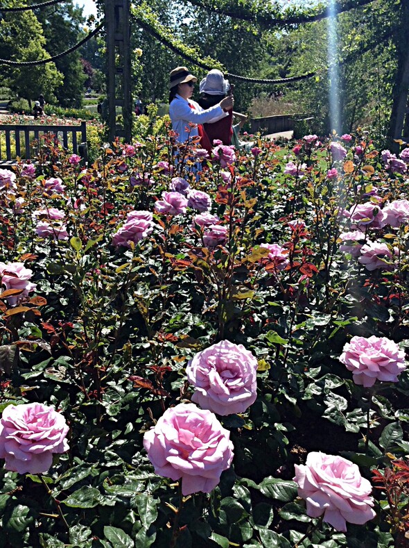 Regents park, розарий Королевы Мэри. Конечно, розы были ещё в древних  Вавилоне и в Египте. Но какая страна действительно утопает в розах, так это Великобритания. Помню, давно в передаче «Крестьянские ведомости» услышала, что в Великобритании на каждого жителя приходится 10 кустов роз.