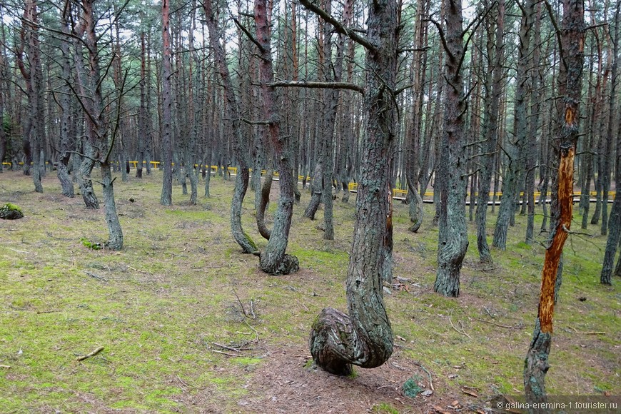 Калининград и немного Польши