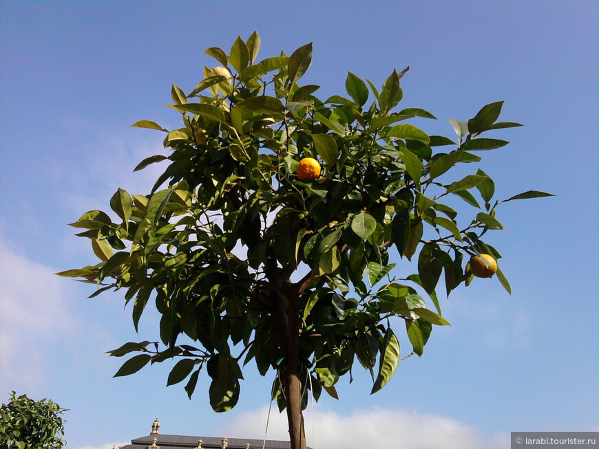Апельсиновые деревья вновь вернулись в Цвингер