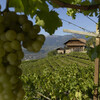 Тур в Италию на дегустацию вина