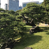 Парк Хамакриккю в центре Токио, принадлежавший военному правящему клану Токугава, в последствии , вместе с властью , перешедший в право владения императорской семье и после ВОВ перешедший во всенародное владение...