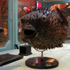 рыба-шар, экспонат музея Palazzo Poggi
