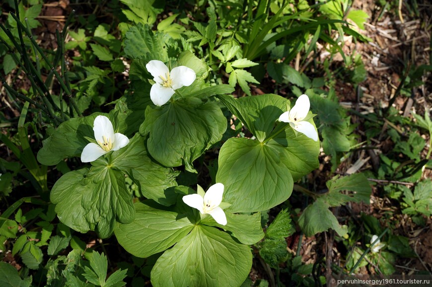 Триллиум камчатский (Trillium camschatcense)
Название цветка происходит от латинского trilix, что означает тройной. У большей части видов всего по три: три листа, три лепестка, три чашелистика, трехгнездная завязь. Относится он к семейству Мелантиевых, в которое входят около 50 видов триллиумов, растущих в основном в Северной Америке. Там около 40 видов. В Евразии меньше, только 7 видов, и их ареал находится в умеренной зоне от Афганистана, Гималаев, Непала, Пакистана, Бирмы, Китая, до Дальнего Востока. В России пять видов, которые встречаются только на Дальнем Востоке, из них четыре на Сахалине – безлепестный, камчатский, Смолла и Чоноски. Три из них встречается только на островах, триллиум камчатский, как видно из названия вездесущ - и на Камчатке и на островах, и в Приморье и в Приамурье. 
