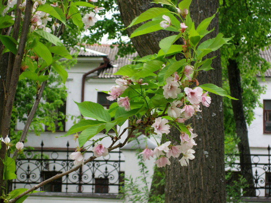 Музей зарубежного искусства  (Ярославль, 18.05.2016)