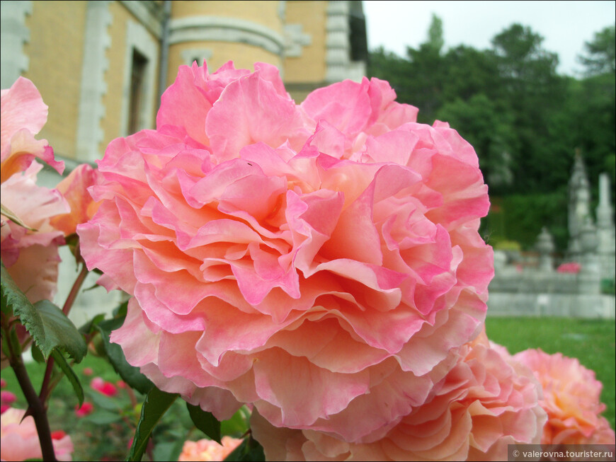 Augusta Luise в 1999 г, к 250-летнему юбилею Гете, Матиас Тантау создал восхитительный сорт розы и назвал его в честь графини Августы Луизы цу Штольберг-Штольберг (1753-1835), которая известна своей перепиской с молодым Гете в 1775-1776 гг., хотя лично они никогда не встречались. Нечто аристократическое, нечто кокетливое и изысканное, нечто величественное и утонченное возникает в момент любования цветком, словно великая графиня передала частичку себя этой полюбившейся многим розе.