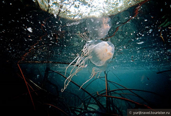 Медуза Морская Оса. Из Интернета