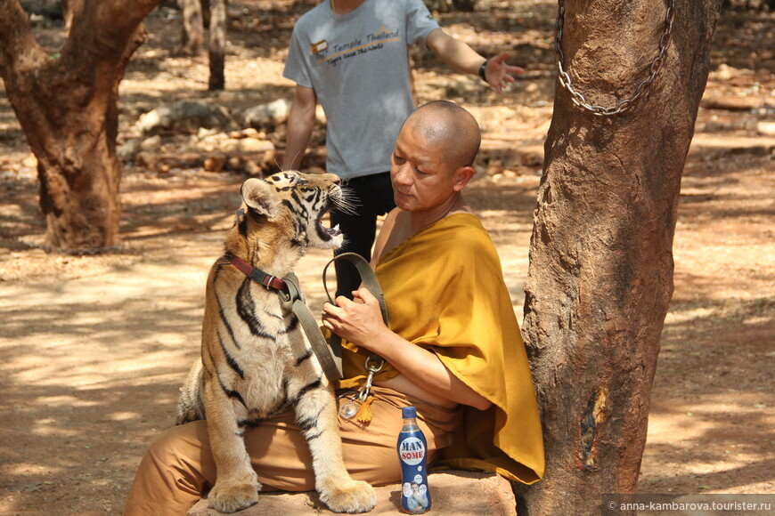 Тигры, которые не едят монахов
