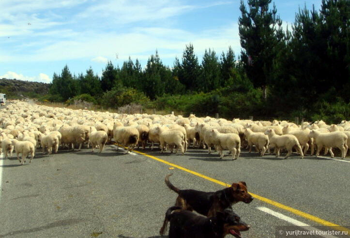 И в такую пробку из овец можно попасть в Новой Зеландии