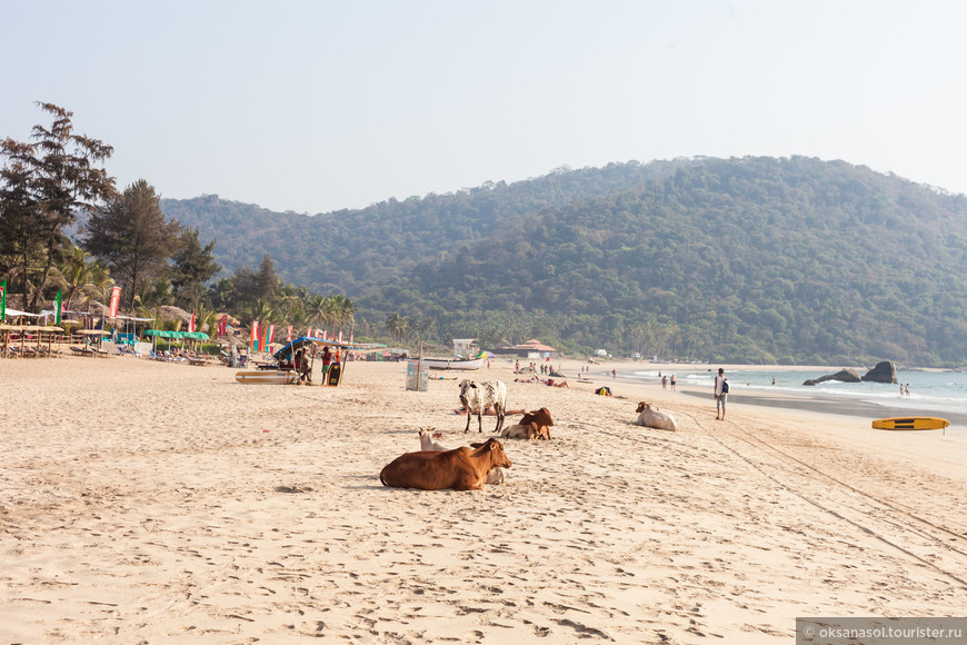 Индия Южный Гоа (пляжи Кола, Агонда, Палолем, Патнем, Галджибаг. Хампи)