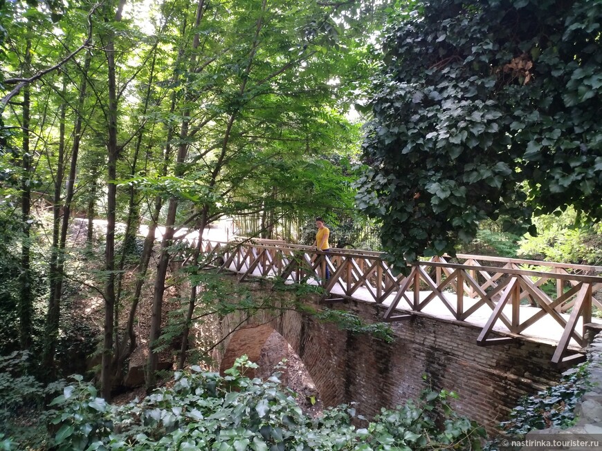 Мост в Ботаническом саду. Зелень